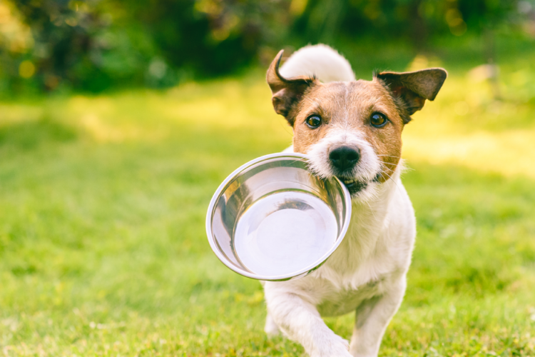 Proteins for pet food